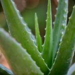Aloe vera